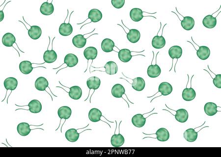 chlamydomonas reinhardtii Stock Vektor