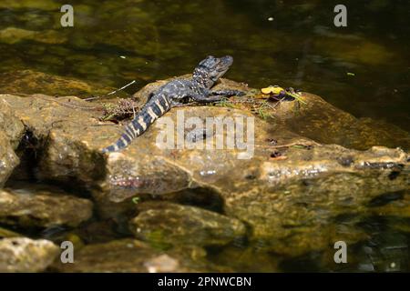 Baby-Alligatoren auf Felsen, Florida Stockfoto