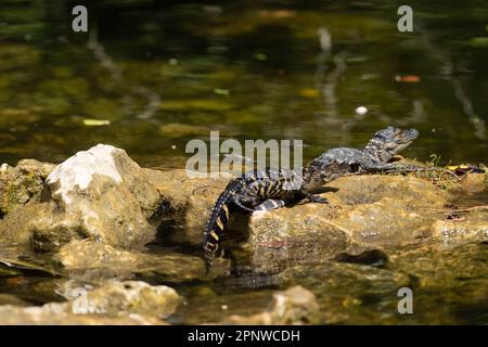 Baby-Alligatoren auf Felsen, Florida Stockfoto