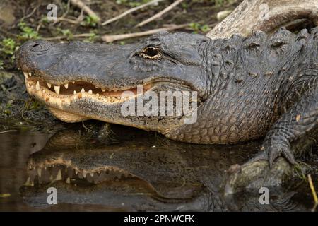 Alligator in den Everglades, Florida Stockfoto