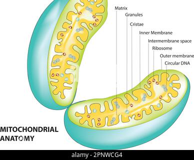 Mitochondriendiagramm Stock Vektor