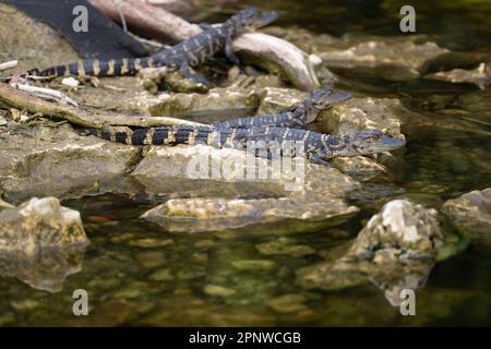 Baby-Alligatoren auf Felsen, Florida Stockfoto