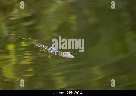 Baby-Alligator-Schwimmen, Florida Stockfoto