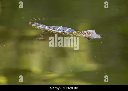 Baby-Alligator-Schwimmen, Florida Stockfoto