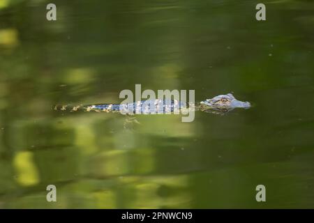 Baby-Alligator-Schwimmen, Florida Stockfoto