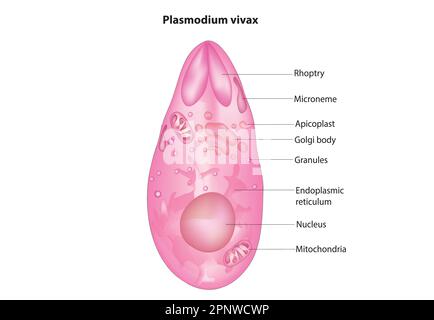 Plasmodium vivax Stock Vektor