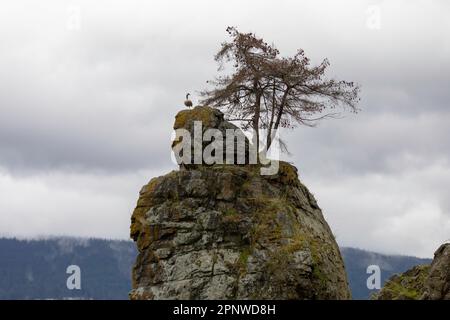 Eine Kanadische Gans beobachtet die Umgebung auf einem Felsen an der Stanley Park Uferwand in Vancouver, British Columbia. Stockfoto