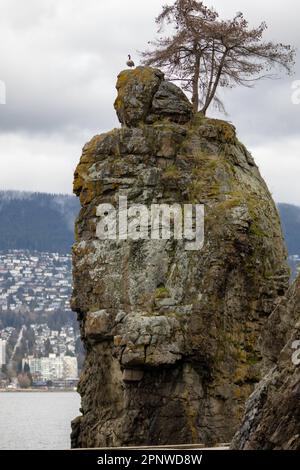 Eine Kanadische Gans beobachtet die Umgebung auf einem Felsen an der Stanley Park Uferwand in Vancouver, British Columbia. Stockfoto