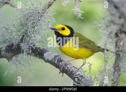 Kapuzenwarbler (Setophaga citrina), männlich während der Wanderung, Galveston, Texas, USA. Stockfoto