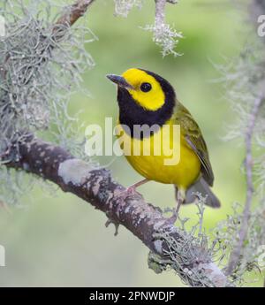 Kapuzenwarbler (Setophaga citrina), männlich während der Wanderung, Galveston, Texas, USA. Stockfoto