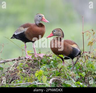 Im Brazos Bend State Park, Texas, USA, paaren sich die schwarzen Pfeifenten (Dendrocygna autumnalis) auf einem Baumkamm. Stockfoto