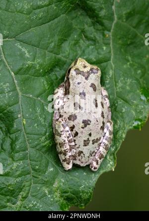 Der gefleckte Chorfrosch (Pseudacris clarkii) versteckt sich tagsüber auf einem Blatt im Brazos Bend State Park, Texas, USA. Stockfoto