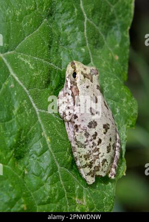 Tagsüber ruht ein gefleckter Refrain (Pseudacris clarkii) im Brazos Bend State Park, Texas, USA. Stockfoto