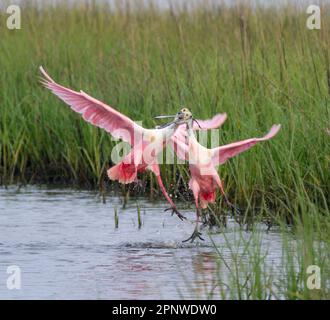 Rosenlöffel (Platalea ajaja), männliche Tiere, die während der Brutsaison kämpfen, Galveston, Texas, USA. Stockfoto