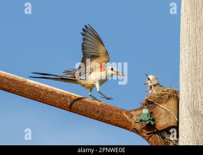 Scherenschwanz-Fliegenfänger (Tyrannus forficatus) nähert sich dem Nest (auf einem elektrischen Mast gebaut) mit Futter für Nestlinge, Galveston, Texas, USA. Stockfoto