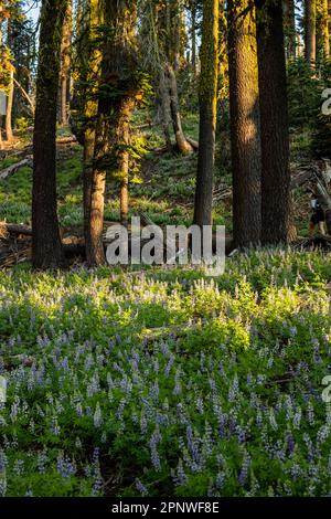 Lupinen Blüten unter Moss-bedeckten Kiefern im warmen Morgenlicht im Lassen Volcanic National Park Stockfoto