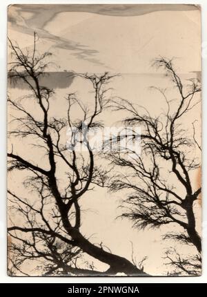 Das Vintage-Foto zeigt die Reflexion der Bäume auf der Wasseroberfläche. Stockfoto