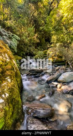 Schnell fließende Stromschnellen tief im üppigen einheimischen Busch auf dem Roberts Point Track an der Westküste Neuseelands Stockfoto