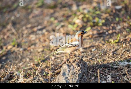 Der gewöhnliche Buchfink, Fringilla coelebs, sitzt im Frühjahr auf dem Boden. Schöner Waldvögel gewöhnlicher Buchfink in der Tierwelt. Der gewöhnliche Buchfink oder sim Stockfoto