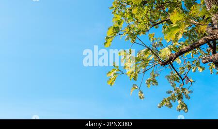 Gebissene Blätter im Baum mit blauem Himmelshintergrund Stockfoto