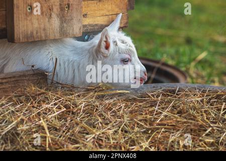 Ziegenbaby auf dem Bauernhof. Nahaufnahme. Hochwertiges Foto Stockfoto