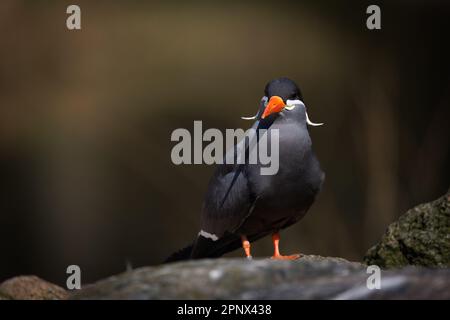 Nahaufnahme einer farbenfrohen Inka-Sea-Schwalbe Stockfoto