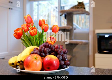 Zimmer auf dem Tisch Äpfel Trauben Bananen rote rosa Tulpen mit gelber Kante Katze sitzt im Hintergrund weiße Küchenschränke vor dem Fenster wunderschöne Wohnmöbel Stockfoto