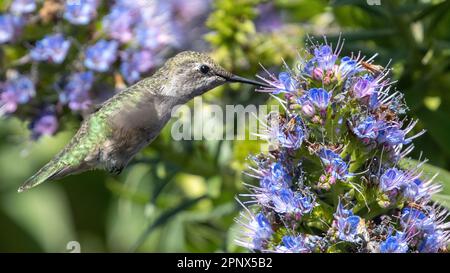 Annas Hummingbird-Erwachsene Frau schwebt und füttert. Palo Alto Baylands, Kalifornien, USA. Stockfoto