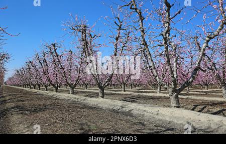 Der Obstgarten und der blaue Himmel - Kalifornien Stockfoto