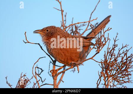 Arabischer Schwätzer (Argya squamiceps) Stockfoto