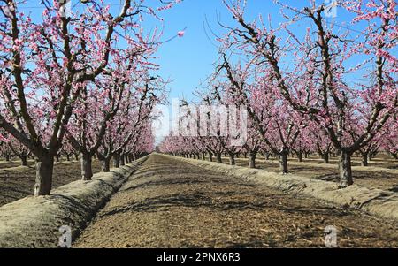 Pfirsich-Baumgasse - Kalifornien Stockfoto