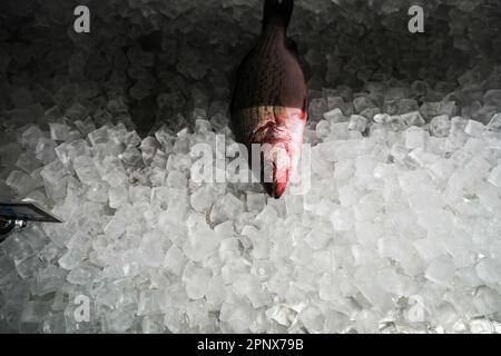 Ein einzelner Fisch lag auf einem Bett aus Eiswürfeln Stockfoto