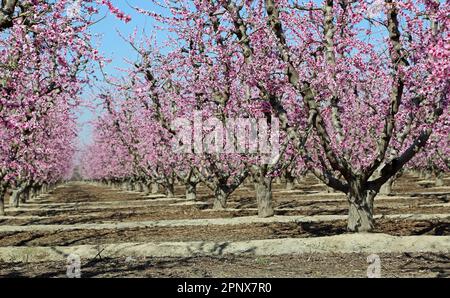 In Peach Orchard - Kalifornien Stockfoto