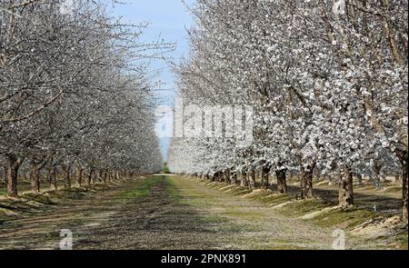 Mandelbäume in weißen Blüten - Kalifornien Stockfoto