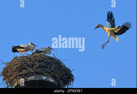 Sieversdorf, Deutschland. 21. April 2023. Ein Paar weiße Störche steht in einem Nest und verteidigt es, wenn es von einem anderen Storch angegriffen wird. Die meisten Storchpaare haben ihre Brut begonnen. Dabei werden die Paare häufig von einzelnen, meist männlichen Störchen gestört, die das Nest und auch das Weibchen übernehmen möchten. Kredit: Patrick Pleul/dpa/Alamy Live News Stockfoto