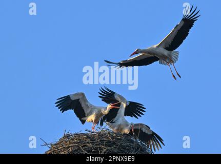 Sieversdorf, Deutschland. 21. April 2023. Ein Paar weiße Störche steht in einem Nest und verteidigt es, wenn es von einem anderen Storch angegriffen wird. Die meisten Storchpaare haben ihre Brut begonnen. Dabei werden die Paare häufig von einzelnen, meist männlichen Störchen gestört, die das Nest und auch das Weibchen übernehmen möchten. Kredit: Patrick Pleul/dpa/Alamy Live News Stockfoto