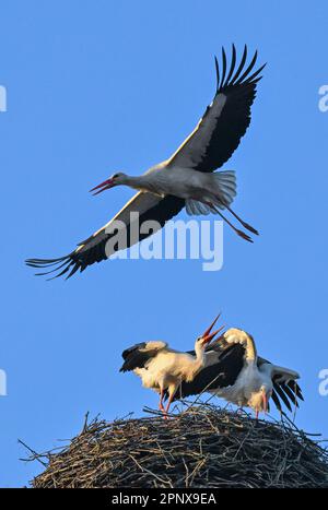 Sieversdorf, Deutschland. 21. April 2023. Ein Paar weiße Störche steht in einem Nest und verteidigt es, wenn es von einem anderen Storch angegriffen wird. Die meisten Storchpaare haben ihre Brut begonnen. Dabei werden die Paare häufig von einzelnen, meist männlichen Störchen gestört, die das Nest und auch das Weibchen übernehmen möchten. Kredit: Patrick Pleul/dpa/Alamy Live News Stockfoto