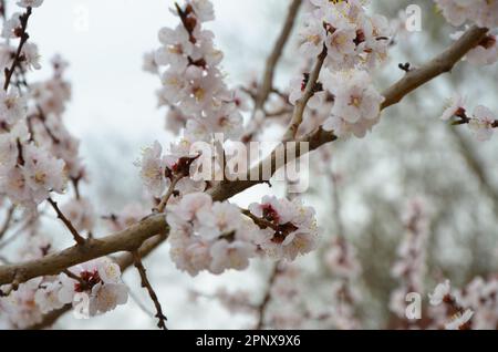 Die Pfirsichblüten blühen im April in voller Blüte Stockfoto
