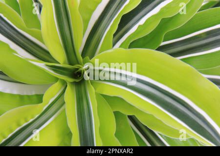 dracaena-Pflanze als sehr schöner grüner natürlicher Hintergrund Stockfoto