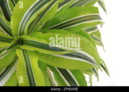 dracaena-Pflanze isoliert auf weißem Hintergrund Stockfoto