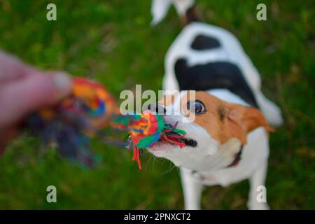 Ein Hund, der ein Seil zieht. Beagle-Hund spielt mit seinem Meister. Der Hund und sein Meister draußen. Stockfoto