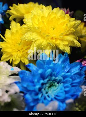 Bouquet aus farbenfrohen frischen Chrysanthemen mit Wassertropfen auf einer Blume aus einem Wassersprühgerät Stockfoto