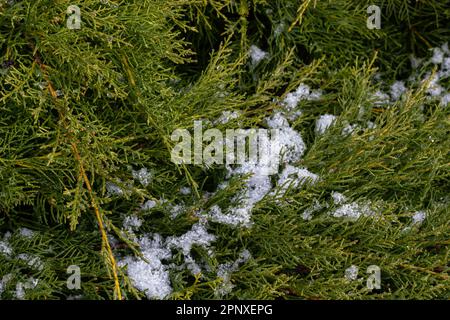 Schöne schneebedeckte grüne Thuja-Äste. Grüne Pflanzen im Winter. Stockfoto