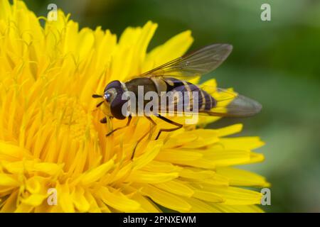 Marmelade Hoverfly Episyrphus balteatus charakteristisches orangefarbenes schwarzes Muster auf gelber Blume und grünem Hintergrund. Stockfoto