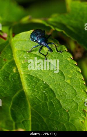 Weevil Beetle Rhynchites bacchus auf einem grünen Blatt. Schädling für Obstbäume. Ein Problem für Gärtner und Bauern. Stockfoto