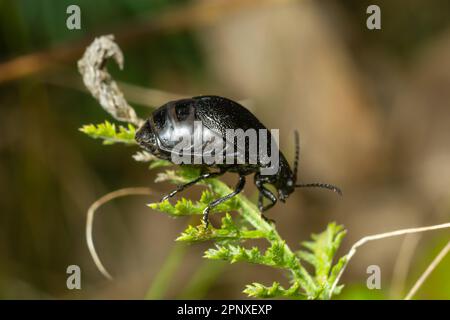 Die Wanze sitzt auf einem Blatt. Insecta Coleoptera Chrysomelidae Galeruca tanaceti female, Sommertag in natürlicher Umgebung. Stockfoto