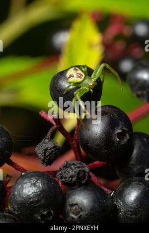 Grüne Krabbenspinne, Diaea dorsata, sitzt in einem Hinterhalt, um Beute auf älteren Beeren zu jagen. Stockfoto