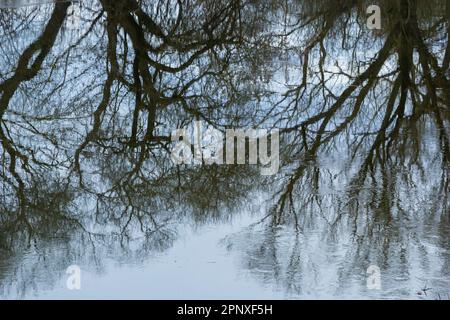 Reflexion von Bäumen in der Spiegeloberfläche des Sees des Stadtteiches. Frühlingsfoto. Stockfoto