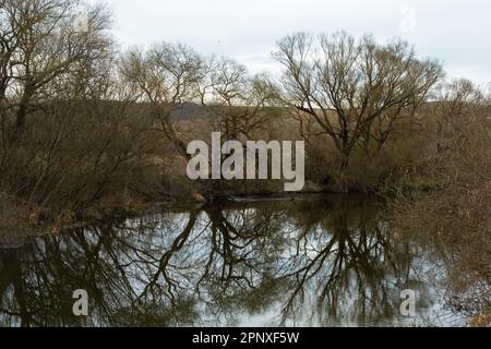 Reflexion von Bäumen in der Spiegeloberfläche des Sees des Stadtteiches. Frühlingsfoto. Stockfoto