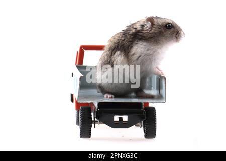 dzungarische Maus im Auto isoliert auf weißem Hintergrund Stockfoto